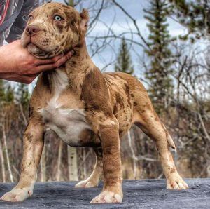 leopard merle pitbull price